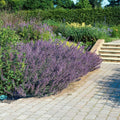 Nepeta (Nepeta x faassenii) 'Six Hills Giant'
