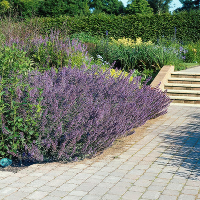 Nepeta (Nepeta x faassenii) 'Six Hills Giant'