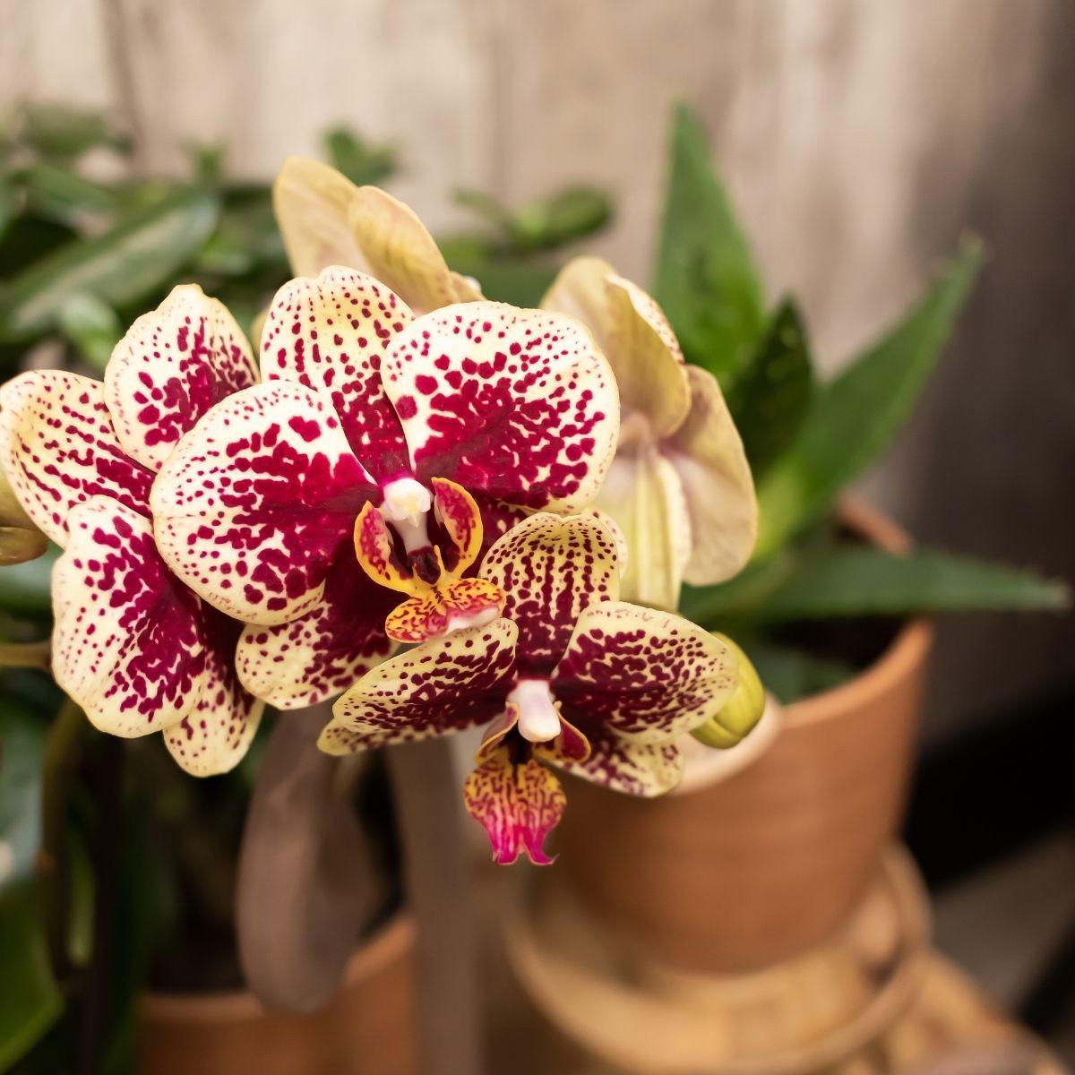 Livraison plante Offre Combi : 2 Orchidées Phalaenopsis Rouge et Jaune - Spain