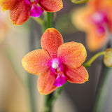 Livraison plante Offre Combinée : 2 Orchidées Phalaenopsis Parfumées Orange