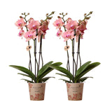 Livraison plante Offre Duo Phalaenopsis Pirate Picotee - Orchidées Fleuries