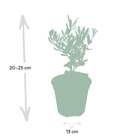 Livraison plante Olivier olea avec flacon d'huile d'olive - 25 cm - Ø13 - arbuste fruitier extérieur