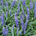 Erba Turchese (Ophiopogon Japonicus) 'Big Blue'