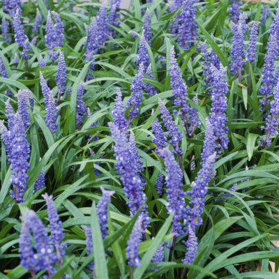 Erba Turchese (Ophiopogon Japonicus) 'Big Blue'