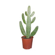 Livraison plante Opuntia Consolea h55cm - cactus d'intérieur