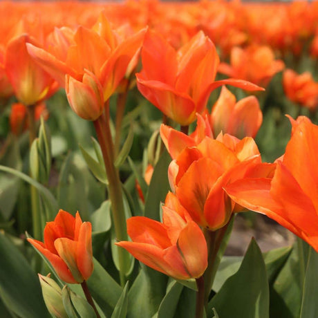 Livraison plante Orange Emperor (Tulipes) - 15 Bulbes - Taille 12+