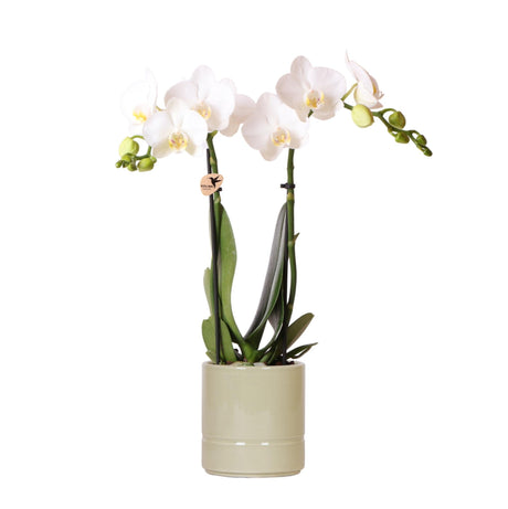 Livraison plante Orchidée Amabilis Blanche et son pot