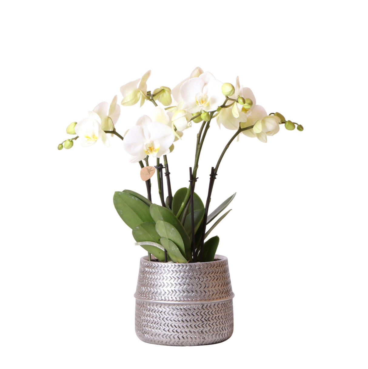 Livraison plante Orchidée Amabilis Blanche et son pot