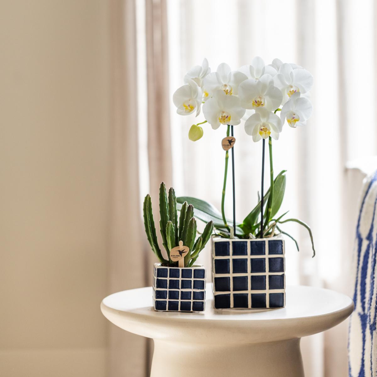 Livraison plante Orchidée blanche Amabilis avec pot décoratif Mosa bleu