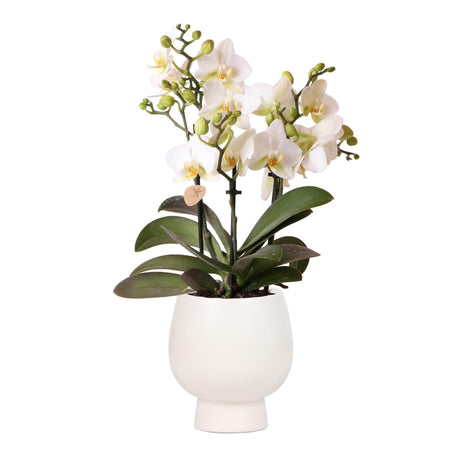 Livraison plante Orchidée blanche et son cache - pot blanc - plante d'intérieur fleurie
