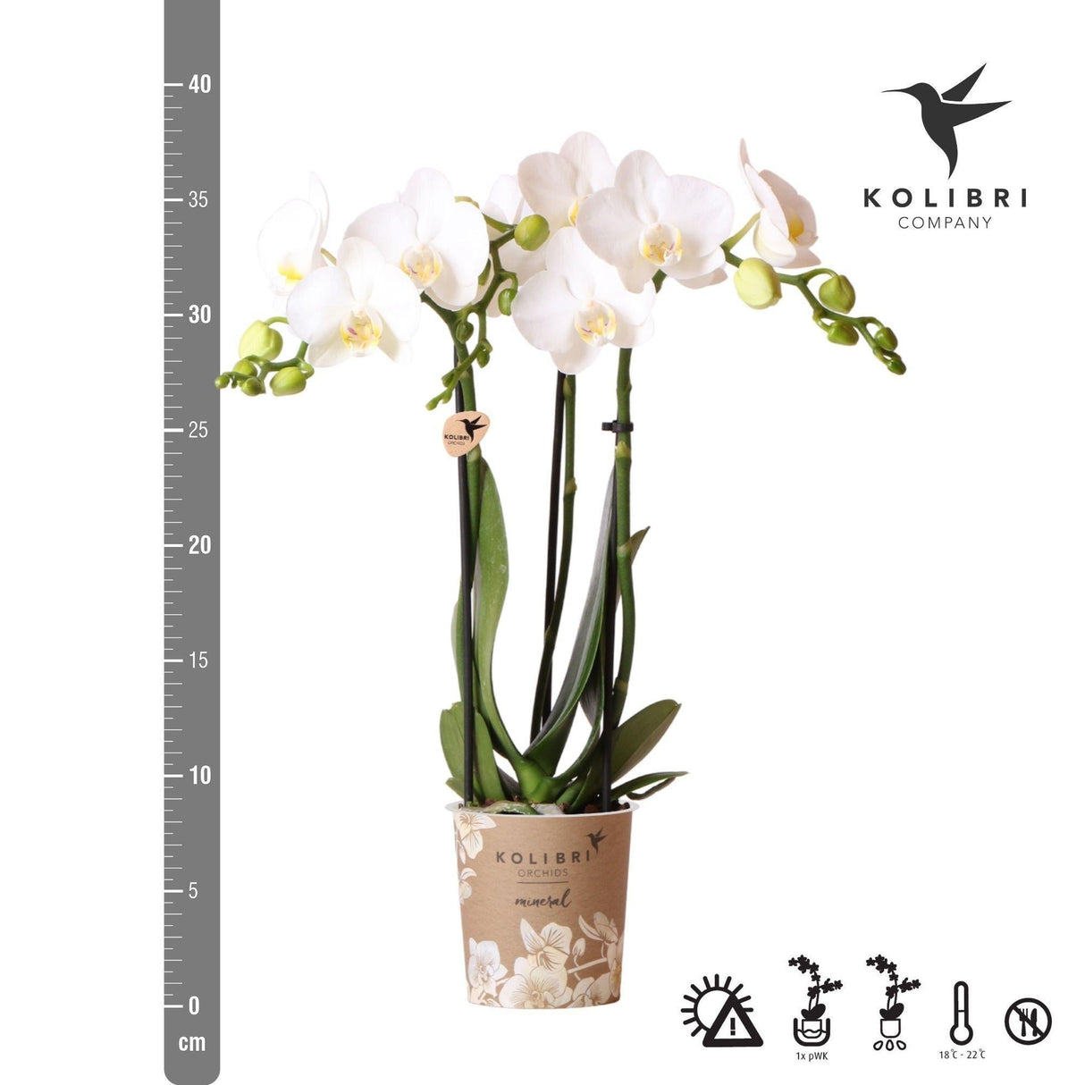Livraison plante Orchidée blanche et son cache - pot - h35cm, Ø9cm