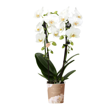 Livraison plante Orchidée blanche - Ø9cm - plante d'intérieur