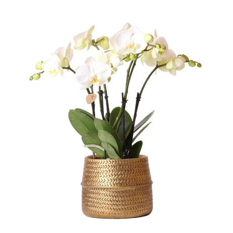 Livraison plante Orchidée blanche phalaenopsis avec pot argenté Groove