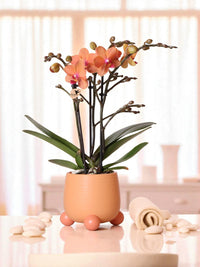 Orchidea di corallo e il suo vaso