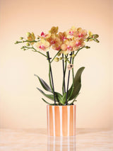Livraison plante Orchidée Jamaica et son pot