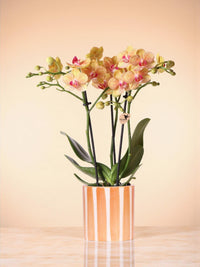 Orchidea della Giamaica e il suo vaso
