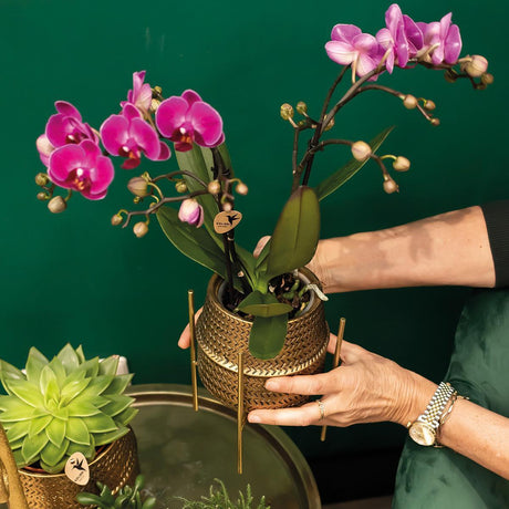 Livraison plante Orchidée mauve et son cache - pot doré - plante d'intérieur fleurie