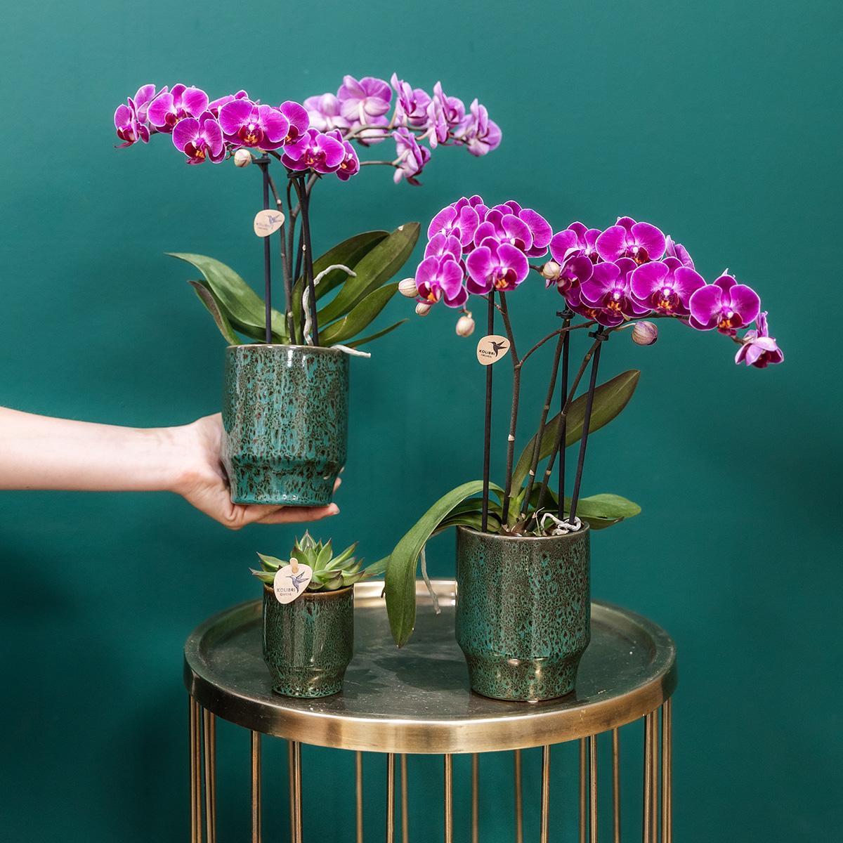 Livraison plante Orchidée Morelia | Pot vert Classy