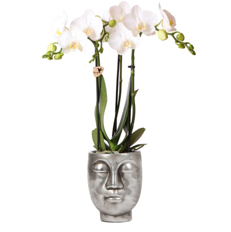 Livraison plante Orchidée Phalaenopsis blanche - Pot Face - 2 - Face argenté