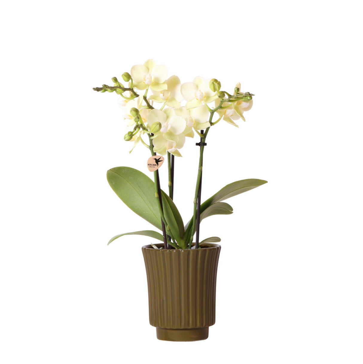 Livraison plante Orchidée Phalaenopsis jaune - h35cm, Ø9cm - plante d'intérieur fleurie