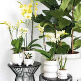 Livraison plante Orchidée Phalaenopsis jaune - Ø12cm - plante d'intérieur fleurie