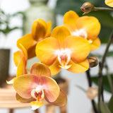 Livraison plante Orchidée Phalaenopsis Orange en Pot Groove Doré