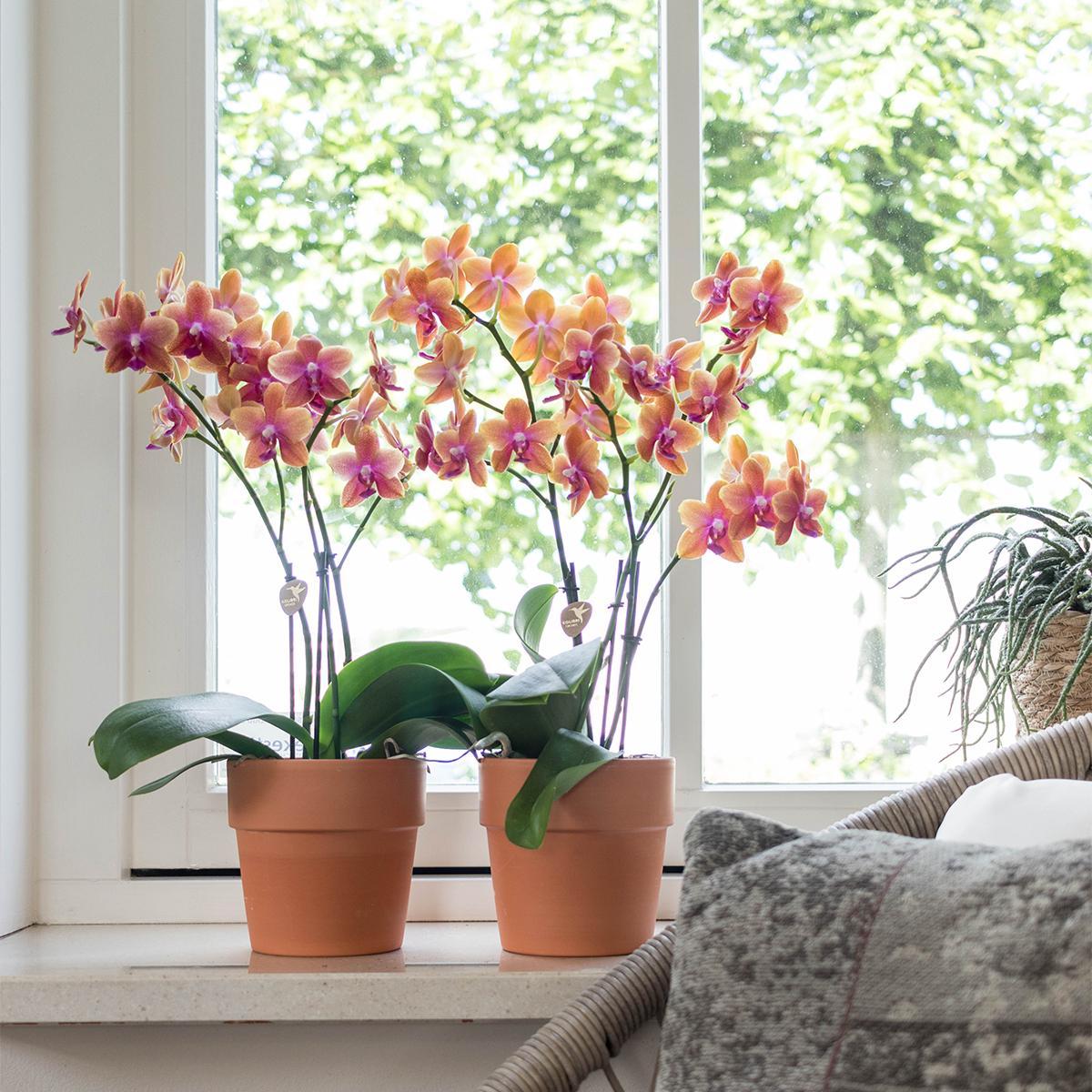 Livraison plante Orchidée Phalaenopsis orange en pot terracotta Scandic