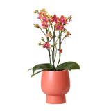 Livraison plante Orchidée Phalaenopsis orange en pot terracotta Scandic