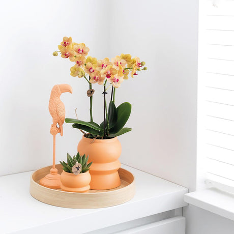 Livraison plante Orchidée Phalaenopsis orange et son cache - pot pêche