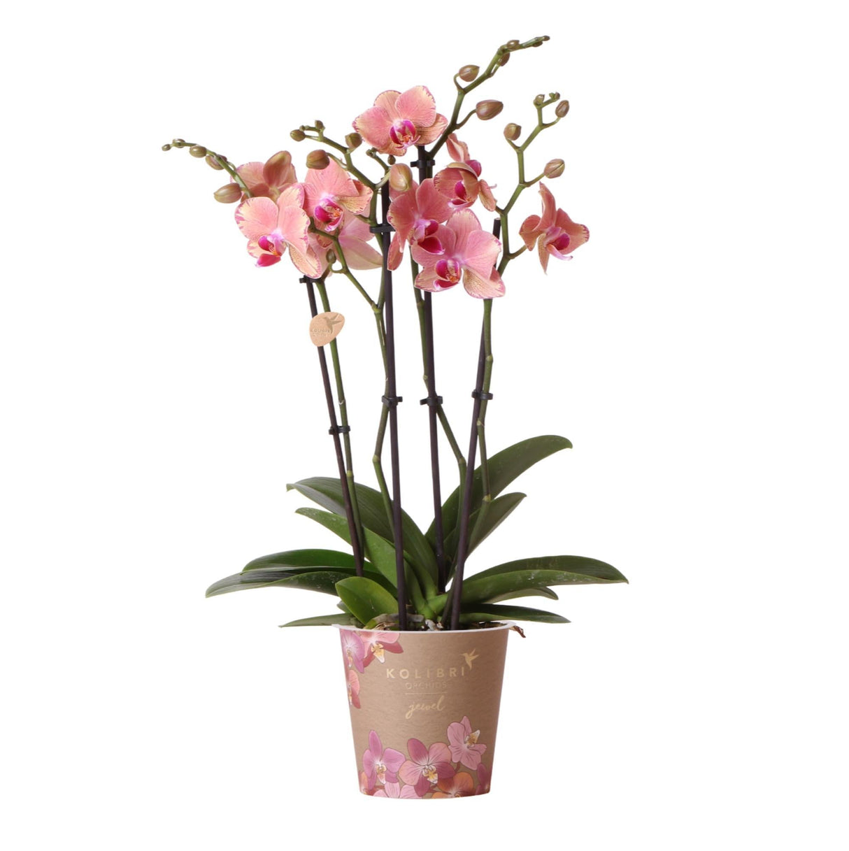 Livraison plante Orchidée Phalaenopsis Orange - Rose Jewel Pirate Picotee