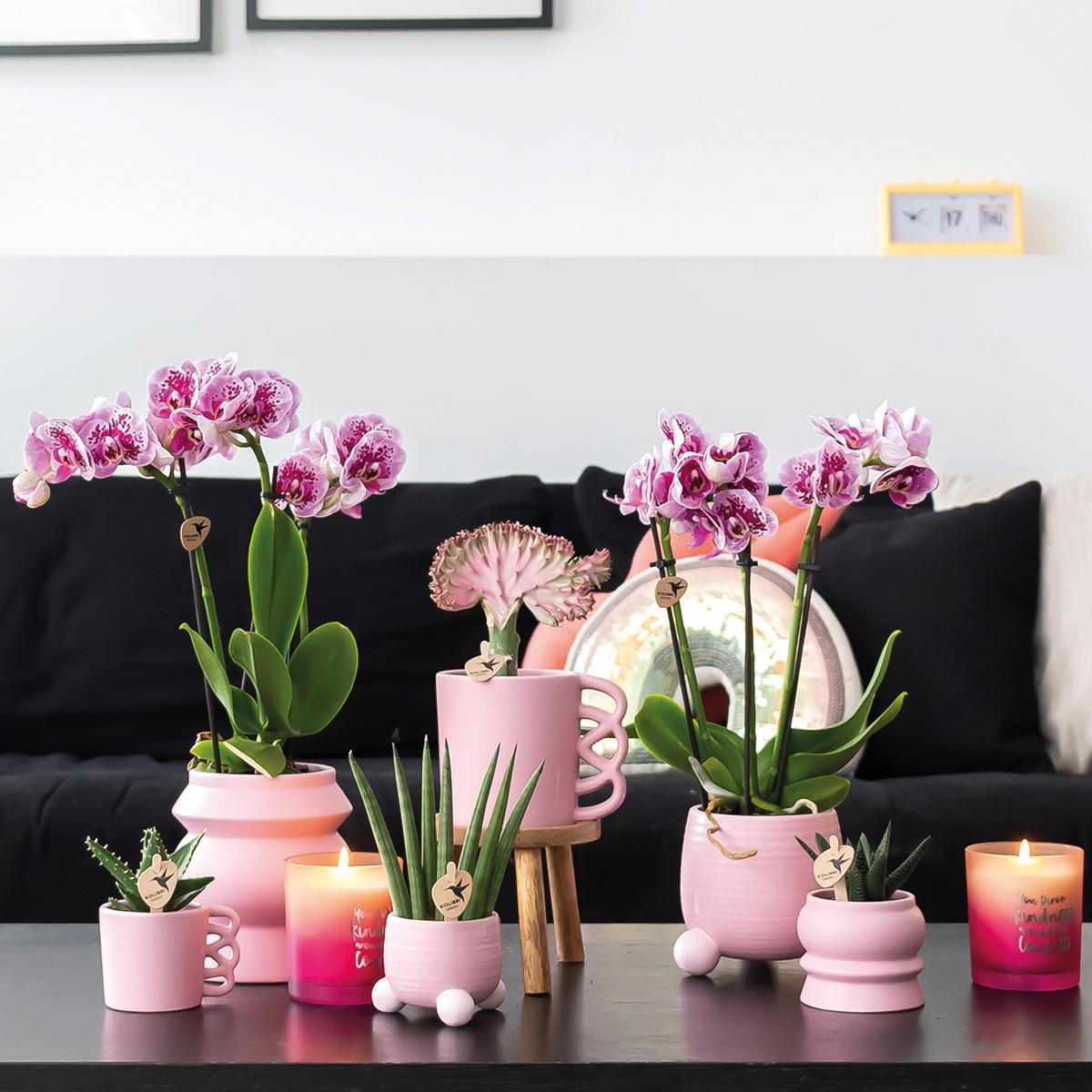 Livraison plante Orchidée Phalaenopsis rose avec Happy Mug en pot blanc