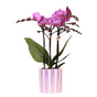 Livraison plante Orchidée phalaenopsis violette 'Vienna' + pot rayé lilas