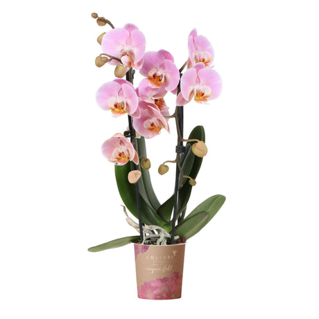 Livraison plante Orchidée rose - Ø9cm - plante d'intérieur