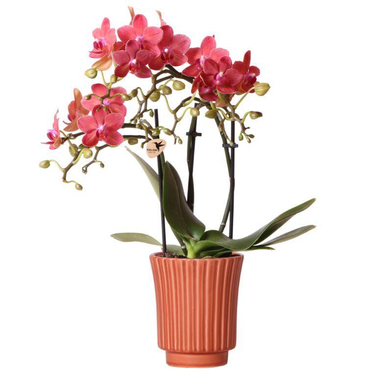 Livraison plante Orchidée Rouge Congo avec Pot Diamond Pearl