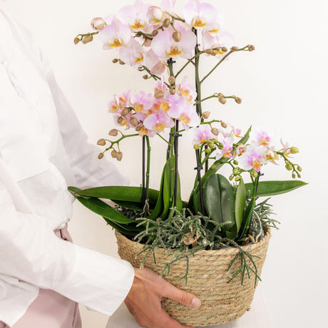 Livraison plante Orchidées Roses en Panier Coton avec Rhipsalis et Réservoir d'Eau