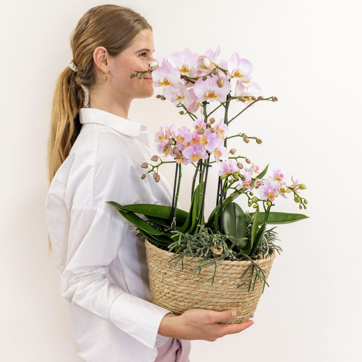 Livraison plante Orchidées Roses en Panier Coton avec Rhipsalis et Réservoir d'Eau