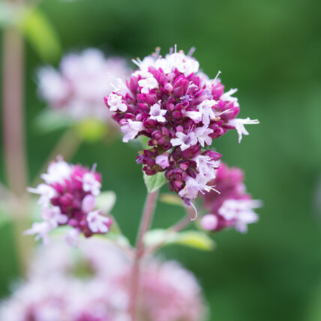 Livraison plante Origan violet
