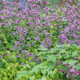 Livraison plante Origan violet