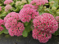 Sedum (Hylotelephium) 'Herbstfreude'