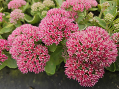 Sedum (Hylotelephium) 'Herbstfreude'