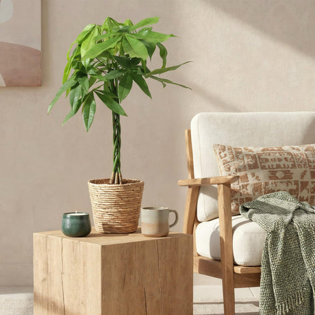 Livraison plante Pachira Aquatica et panier H90cm