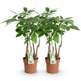 Livraison plante Pachira aquatica multi - tiges – Lot de 2 – Hauteur 50 - 55 cm