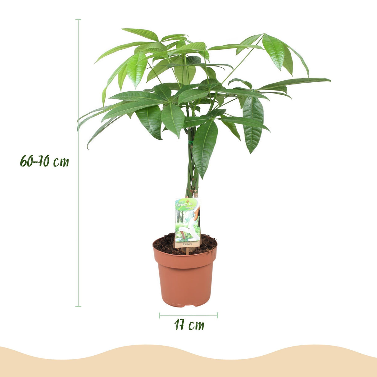 Livraison plante Pachira Aquatica tronc tressé – Lot de 2 – Pot 17 cm