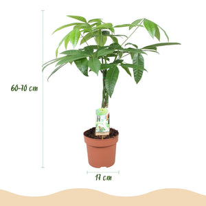 Livraison plante Pachira Aquatica tronc tressé – Lot de 2 – Pot 17 cm