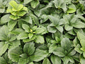 Pachysandra del Giappone (Pachysandra terminalis) 'Terminalis'