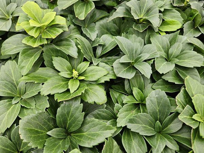 Pachysandra del Giappone (Pachysandra terminalis) 'Terminalis'