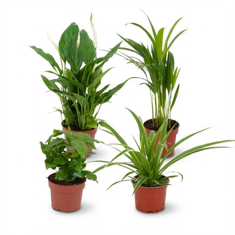 Livraison plante Pack 4 plantes dépolluantes