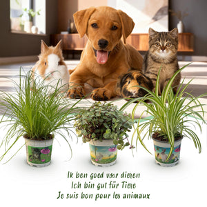 Livraison plante Pack Cyperus - Calissia - Chlorophytum