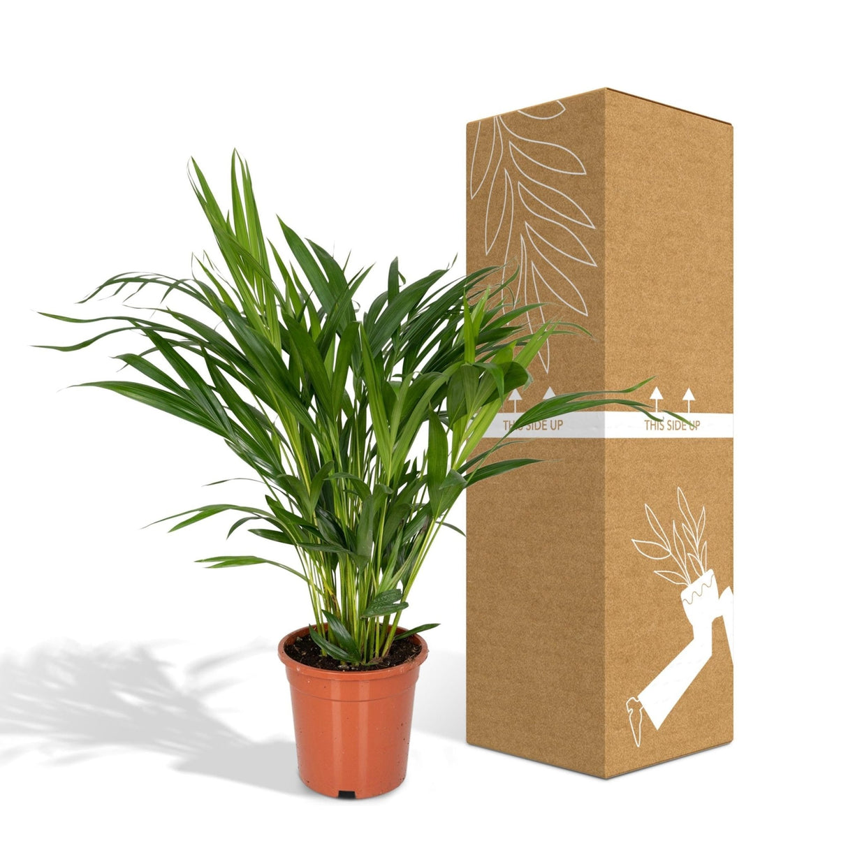 Livraison plante Palmier Areca