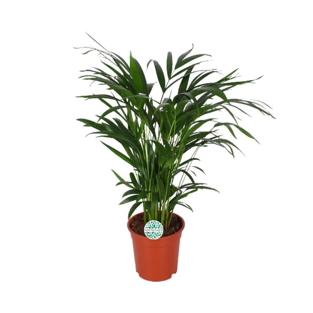 Livraison plante Palmier Areca 'Dypsis Lutescens'